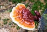 Medicinal Mushrooms – A Guide to Better Health Through Mushrooms